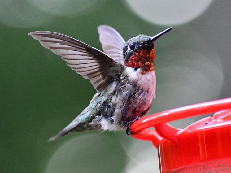 #1:
          Ruby-throated hummingbird. One of the first photos taken with my D7500. 
          f/6.3 at 300mm - Shutter Speed: 1/500 - ISO: 220