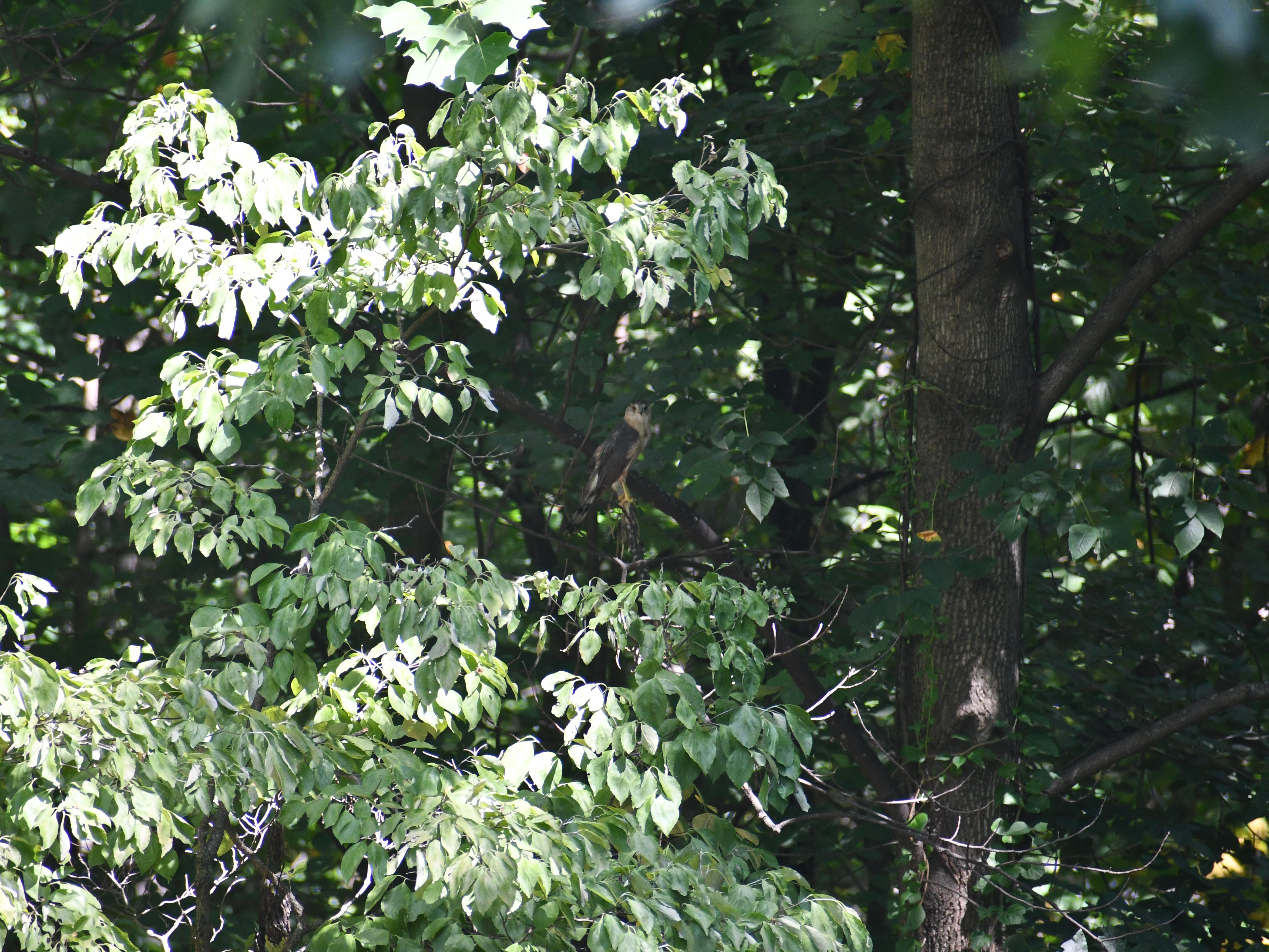 #2:
          Unidenitifed hawk spotted in a forest back home. Possibly a Merlin.
          f/6.3 at 300mm - Shutter Speed: 1/250    - ISO: 1250