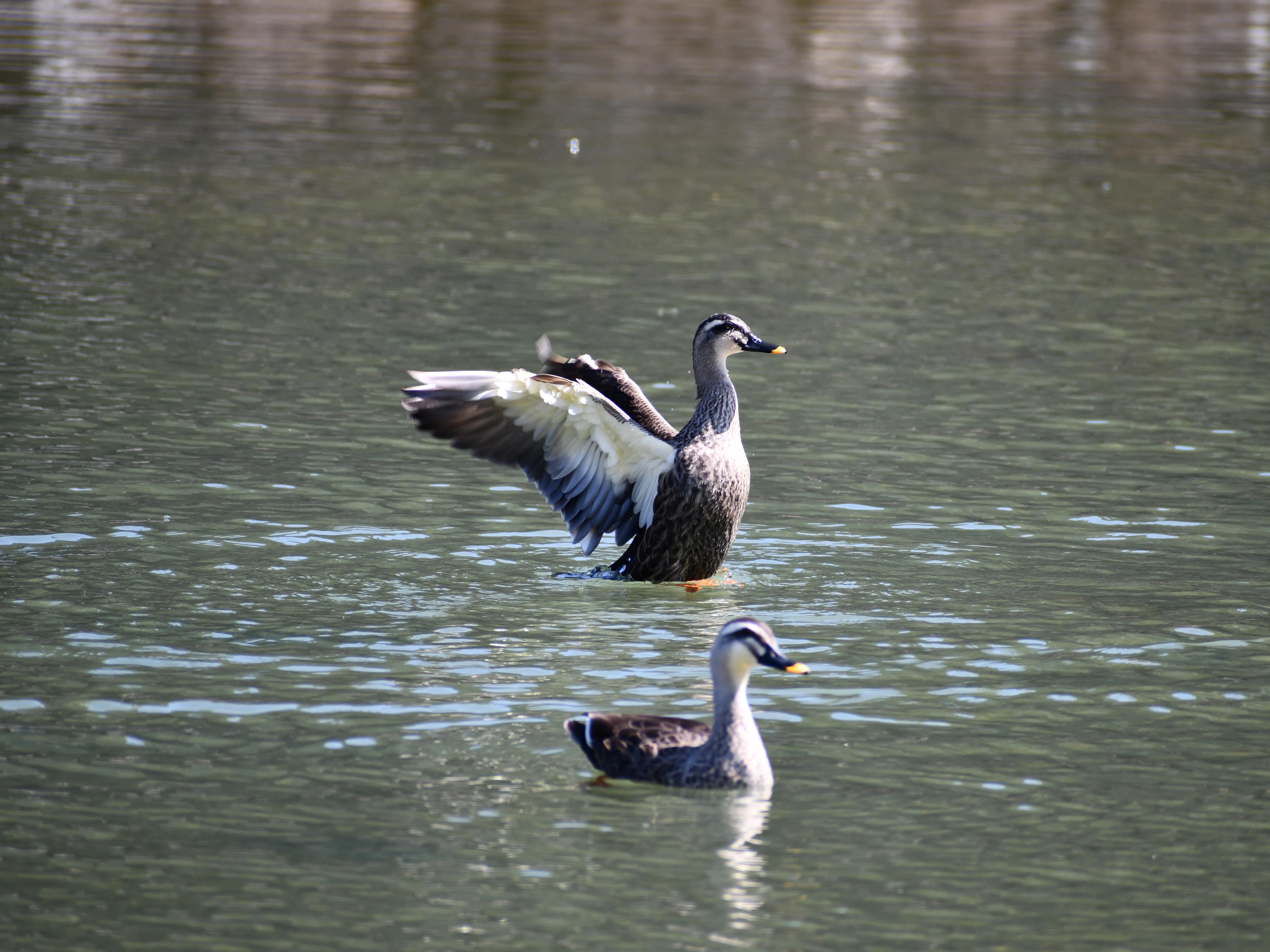 #4:
          Eastern Spot-billed ducks. Wading in the moat surrounding Matsumoto castle.
          f/6.3 at 300mm - Shutter Speed: 1/500 - ISO: 320