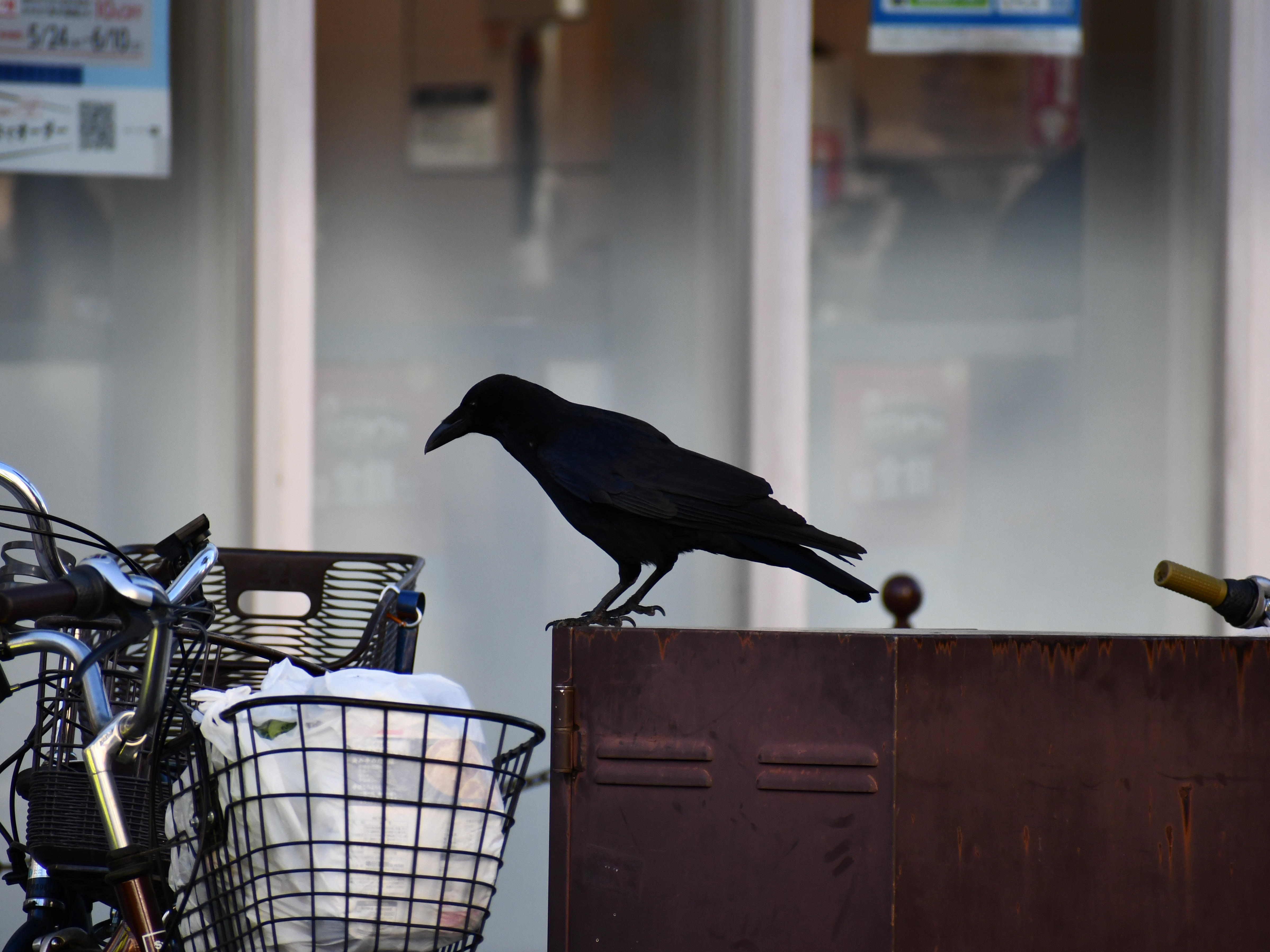 #6:
          Carrion crow. Just about to help itself to some conveniently placed snacks in Nagano City.
          f/6.3 at 300mm - Shutter Speed: 1/500 - ISO: 720
