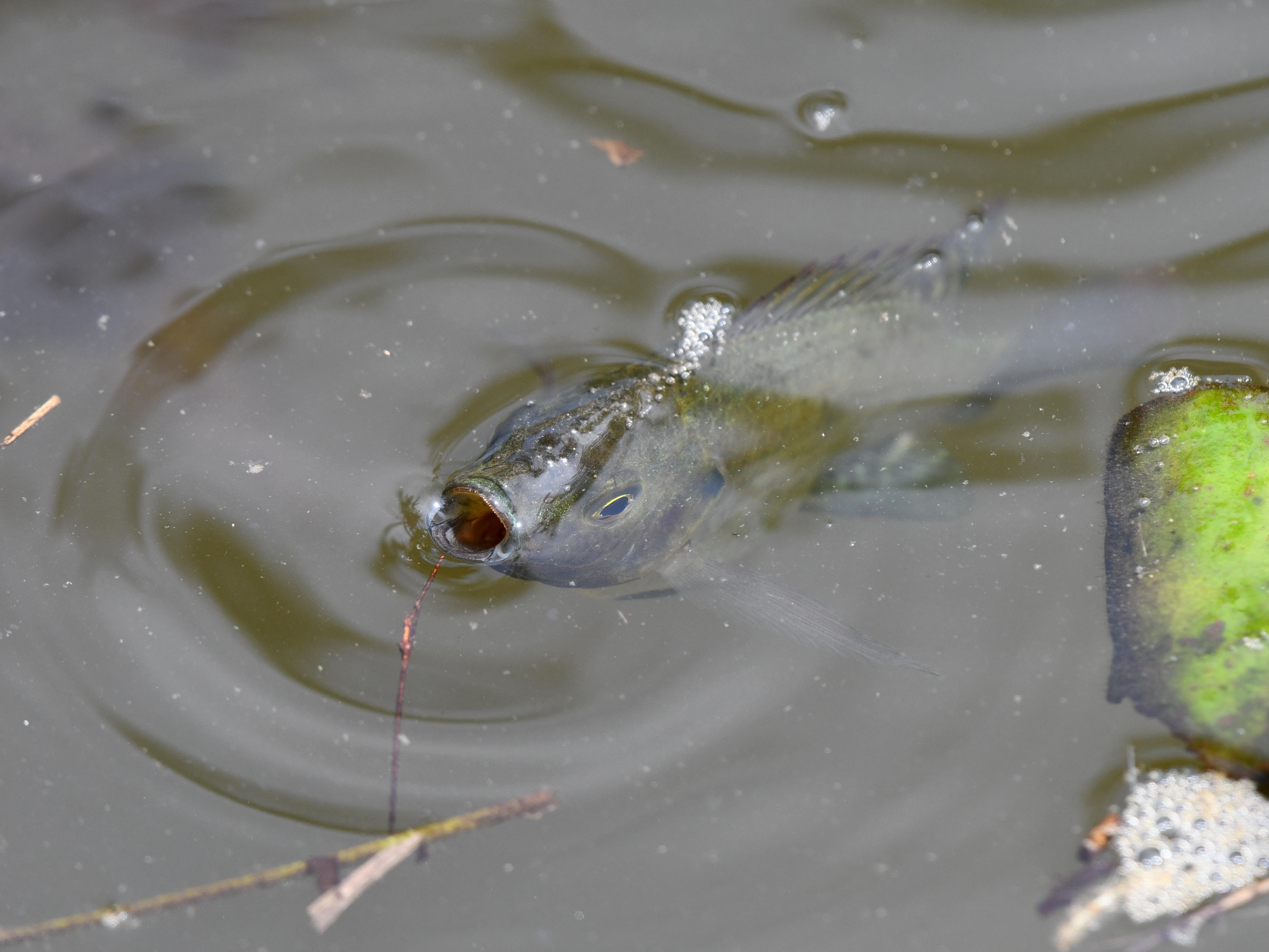 #70:
          STAY TUNED...
          f/ at mm - Shutter Speed: - ISO: