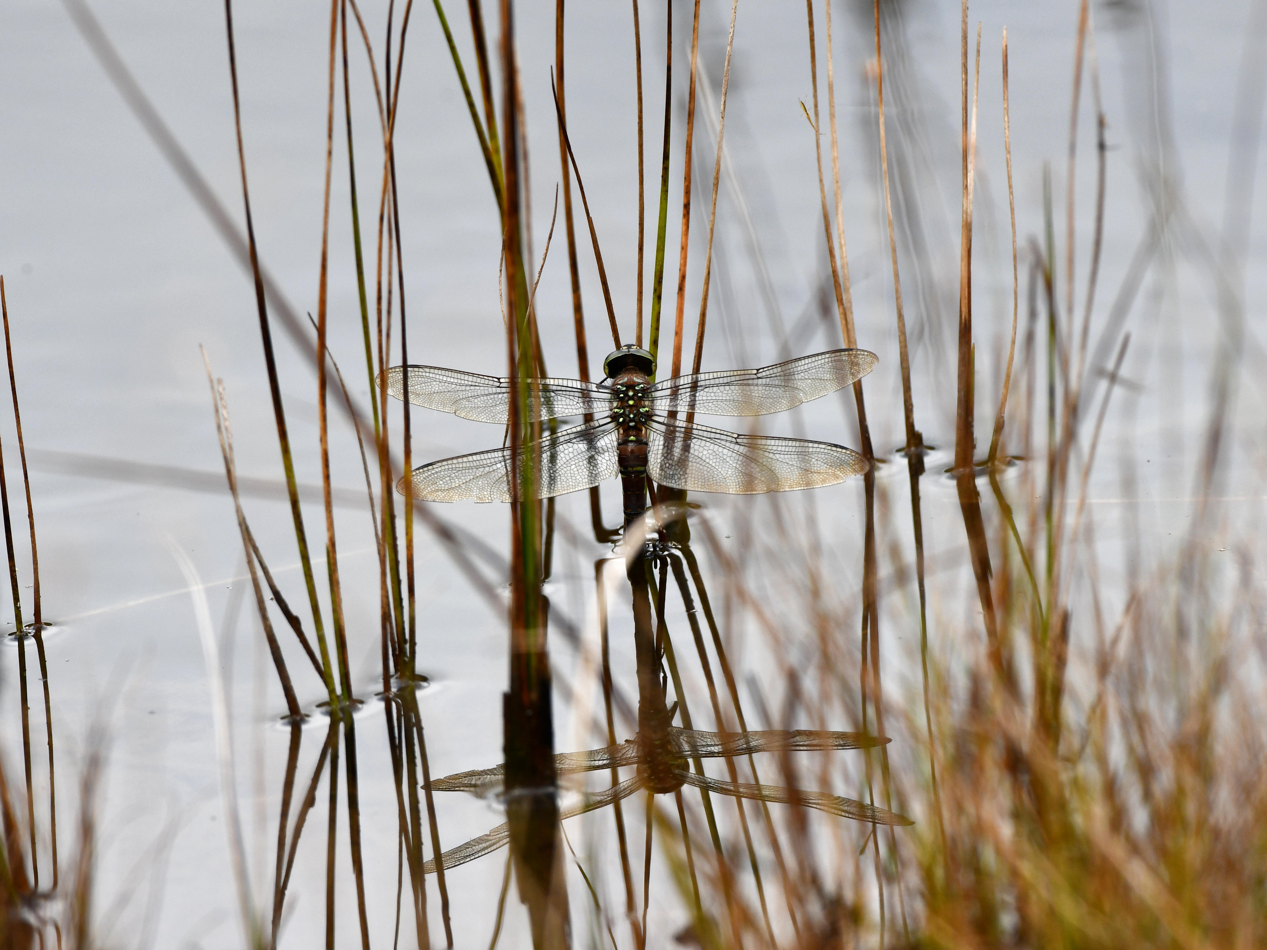 #78:
          STAY TUNED...
          f/ at mm - Shutter Speed: - ISO: