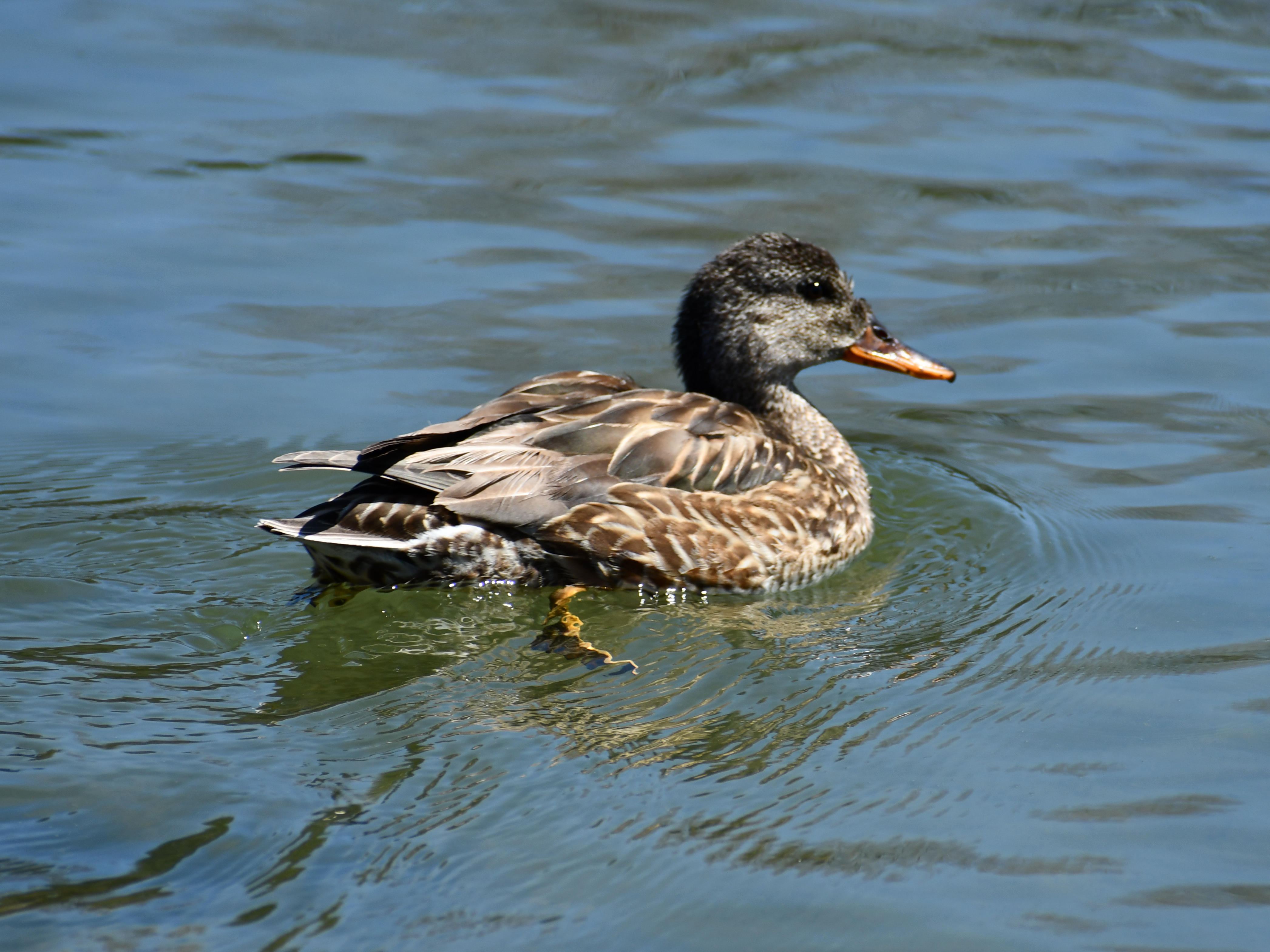 #9:
          Eastern Spot-billed Duck: Juvenile. Nagano City.
          f/8 at 300mm - Shutter Speed: - ISO: 180